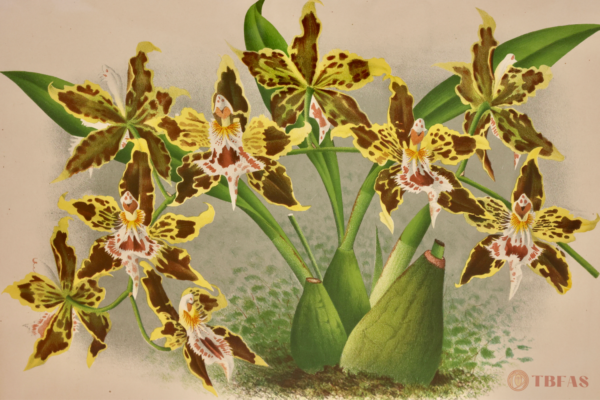 Odontoglossum Halli