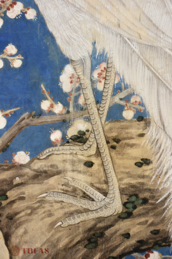 White Peacock & Prunus