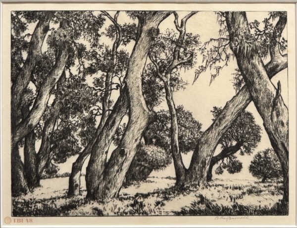 Live Oak Trunks