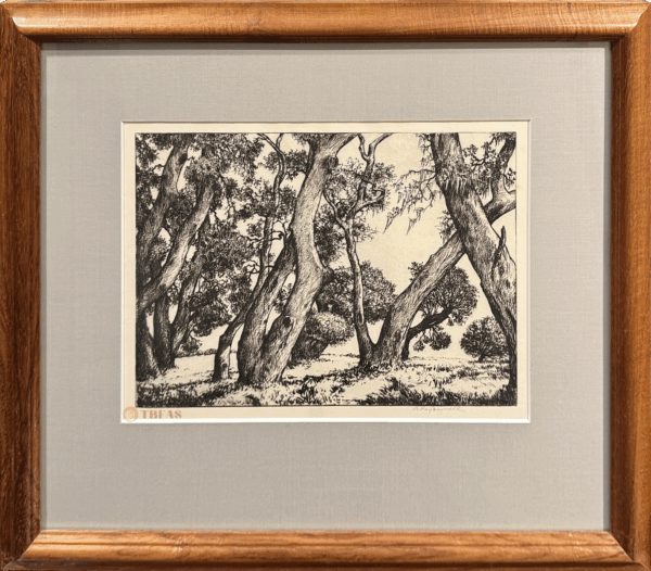 Live Oak Trunks