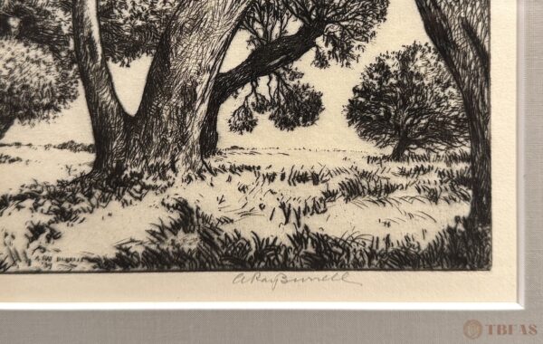 Live Oak Trunks