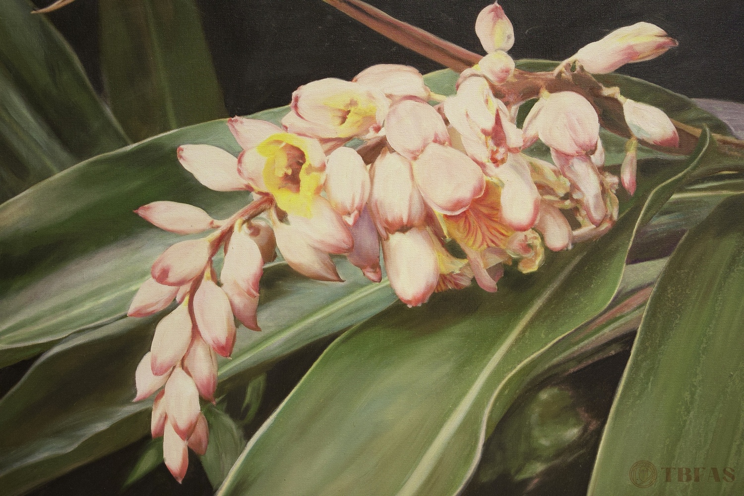 Shell Ginger