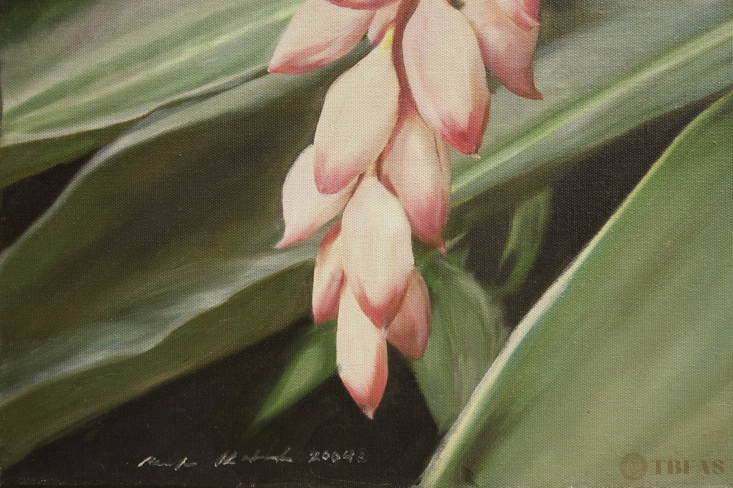 Shell Ginger