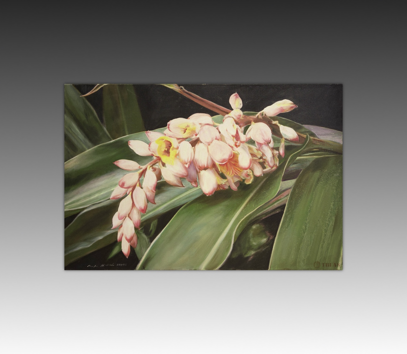 Shell Ginger