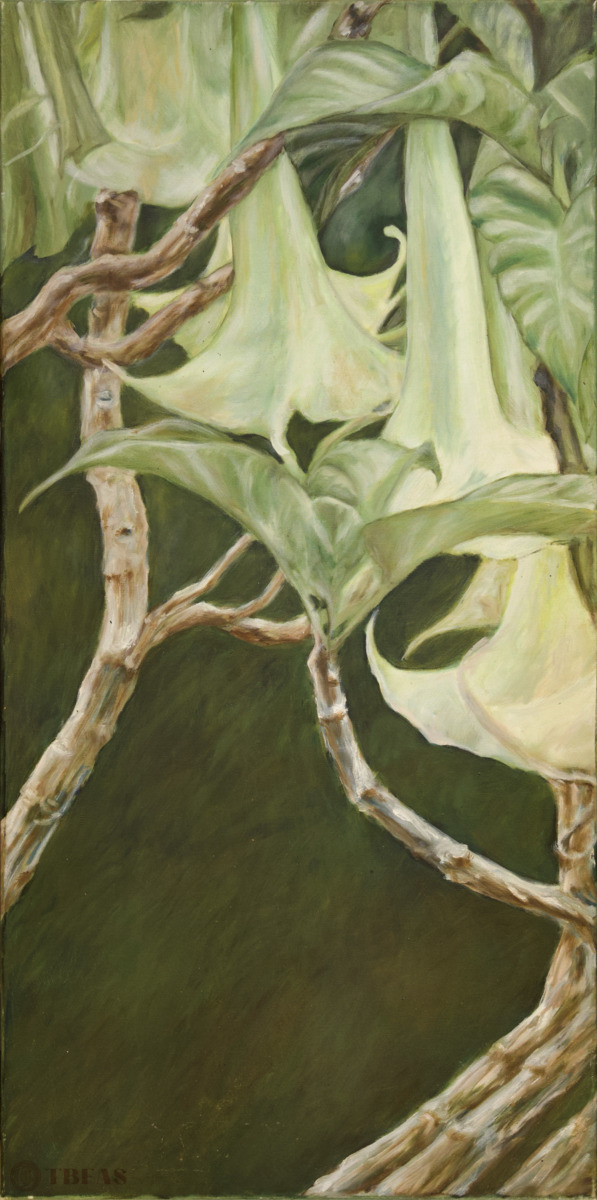 Angel's Trumpet
