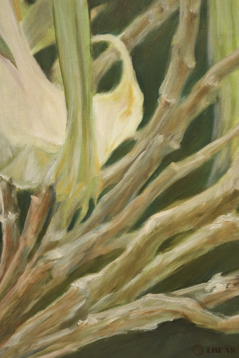 Angel's Trumpet