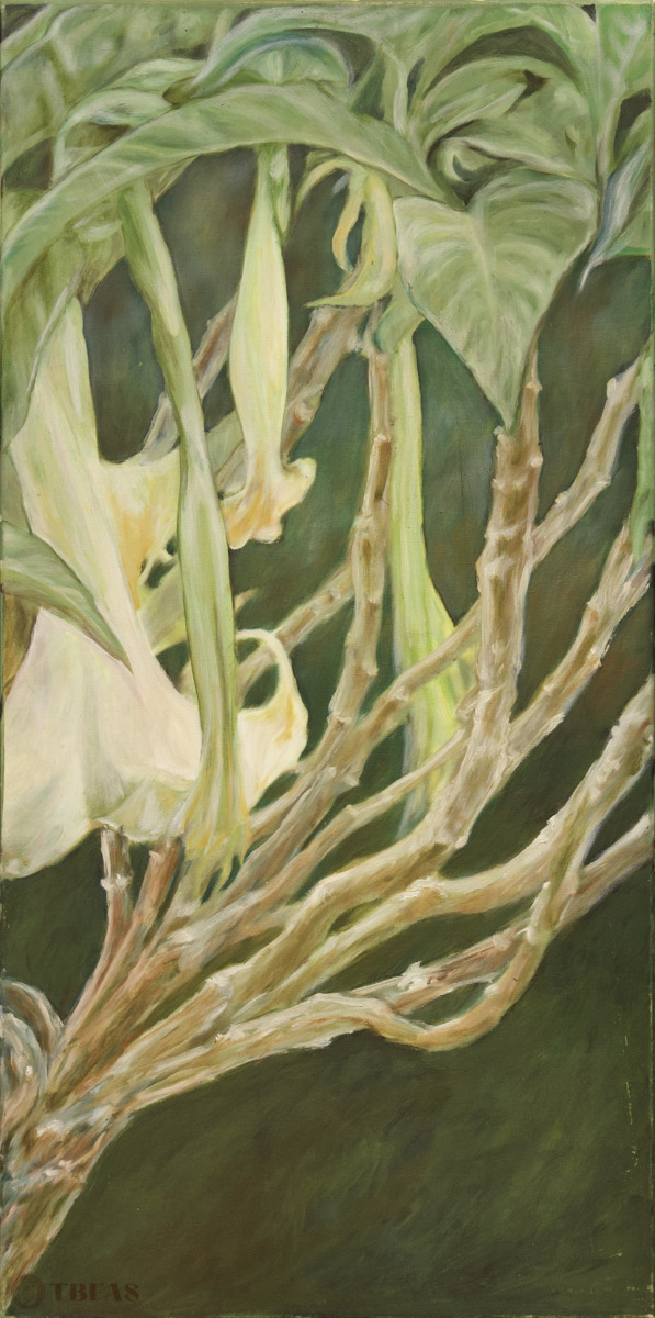 Angel's Trumpet