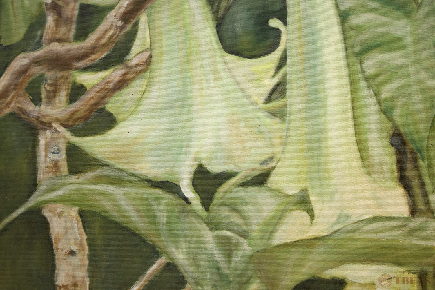 Angel's Trumpet