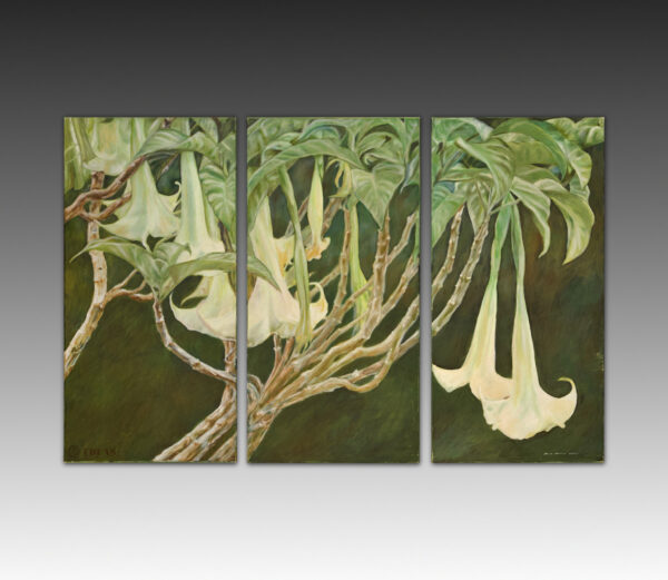 Angel's Trumpet